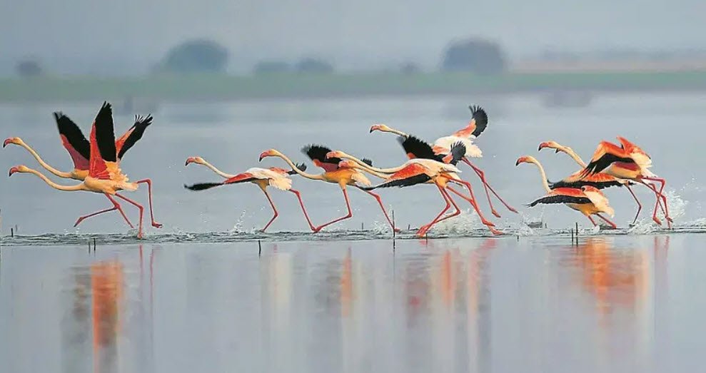 Ghataprabha Wildlife Sanctuary, Belagavi (Belgaum), Karnataka - Vushii.com